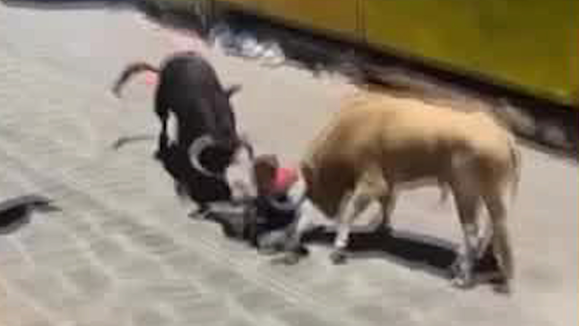 Una fiesta tradicional en el pueblo mágico de Xico provocó con 12 personas heridas tras ser embestidos por los animales.