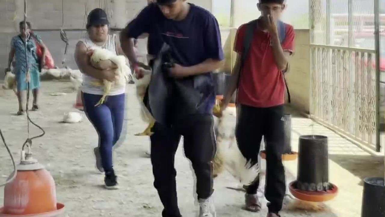 Se distribuyeron animales y alimentos incautados a la Familia Michoacana, sin embargo, debido a un robo no todo pudo llegar a su destino.