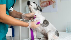 El Doctor Simi abrirá nuevas sucursales de clínicas veterinarias para ayudar con la expansión de salud de mascotas en todo México