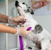 El Doctor Simi abrirá nuevas sucursales de clínicas veterinarias para ayudar con la expansión de salud de mascotas en todo México
