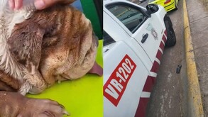Un caso de maltrato animal, negligencia y presunta corrupción policial en Jalisco desata indignación tras la muerte de un perro durante una detención vial.