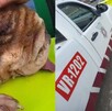 Un caso de maltrato animal, negligencia y presunta corrupción policial en Jalisco desata indignación tras la muerte de un perro durante una detención vial.