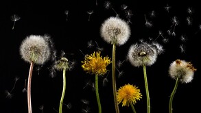 Diente de león flor amarilla y flor seca.  Estas son las propiedades curativas del diente de león.