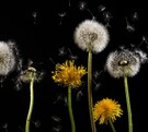 Diente de león flor amarilla y flor seca.  Estas son las propiedades curativas del diente de león.