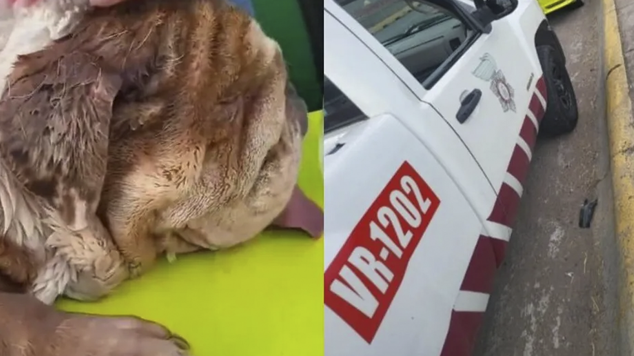 El dueño de Bogart denunció corrupción por parte de los policías, pues asegura que incluso los oficiales se burlaron del fallecimiento del canino.