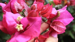 Flor de bugambilia cortada del érbol