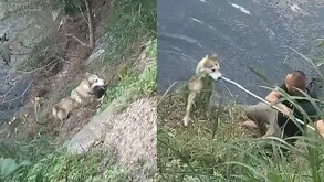 Policías municipales de Guadalajara realizan heroico rescate de un perrito husky que cayó al agua durante una caminata con su dueño.