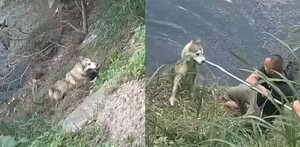 Policías municipales de Guadalajara realizan heroico rescate de un perrito husky que cayó al agua durante una caminata con su dueño.
