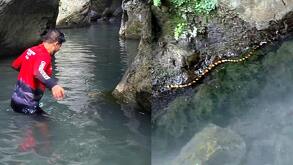 Serpiente venenosa en el Cerro Agujerado en Juárez, Nuevo León.