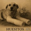 un perrito sentado un perrito sentado