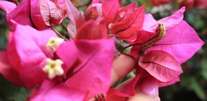 Flor de bugambilia cortada del érbol