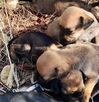 En Pochutla, Oaxaca, abandonan hasta 20 mascotas al mes en basureros. Dejando Huella las rescata, pero urge conciencia: el maltrato animal es delito. En Pochutla, Oaxaca, abandonan hasta 20 mascotas al mes en basureros. Dejando Huella las rescata, pero urge conciencia: el maltrato animal es delito.