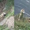 Policías municipales de Guadalajara realizan heroico rescate de un perrito husky que cayó al agua durante una caminata con su dueño. Policías municipales de Guadalajara realizan heroico rescate de un perrito husky que cayó al agua durante una caminata con su dueño.