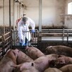 Cerdos búsqueda desaparecidos Cerdos búsqueda desaparecidos