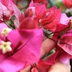 Flor de bugambilia cortada del érbol