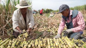 El cierre del Ingenio de Calipam en Coxcatlán obligó a productores a buscar alternativas ante una reconversión lenta por falta de capital.