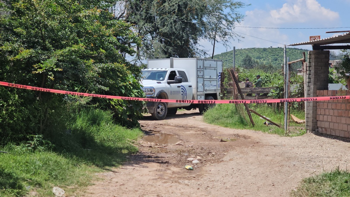 Cerdos búsqueda desaparecidos Cerdos búsqueda desaparecidos