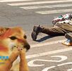 Los poblanos se hacen virales a nivel mundial por videos de ellos cayendo en la ciclovía. Los poblanos se hacen virales a nivel mundial por videos de ellos cayendo en la ciclovía.