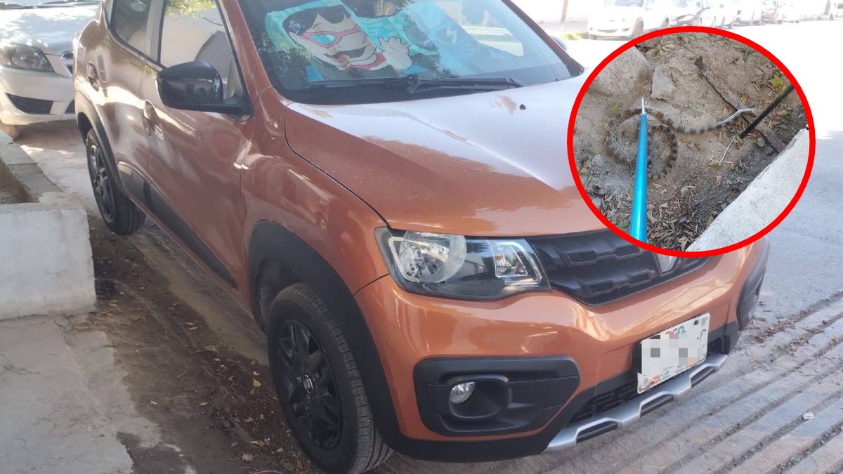 Un hombre tuvo que pedir ayuda al intentar subir a su automóvil en la zona Industrial de Torreón, al percatarse que al interior había una serpiente. Un hombre tuvo que pedir ayuda al intentar subir a su automóvil en la zona Industrial de Torreón, al percatarse que al interior había una serpiente.