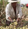 El cierre del Ingenio de Calipam en Coxcatlán obligó a productores a buscar alternativas ante una reconversión lenta por falta de capital.