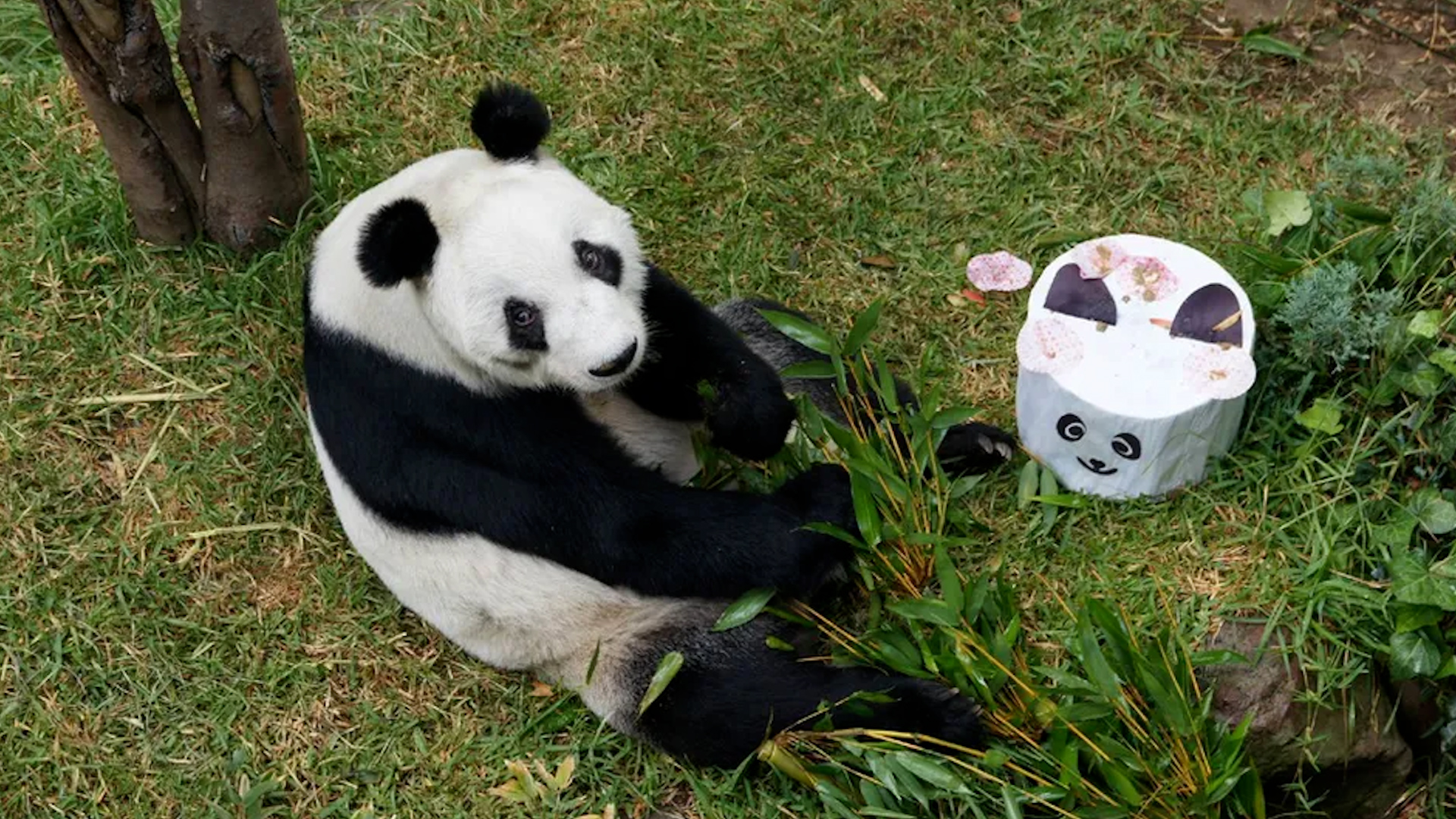 Si no ha visitado a Xin Xin, la última descendiente de la dinastía Panda, en el Zoológico de Chapultepec, aún está a tiempo.
