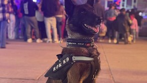 Un entrenador de la unidad es el encargado de ser enlace con las familias interesadas en adoptar un perro y un caballo de la Policía.