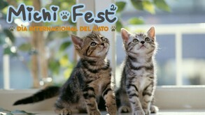 Celebra a los gatitos en la segunda edición del Michi Fest en Guadalajara. Conoce aquí la fecha, lugar del evento y actividades que podrás encontrar en él.