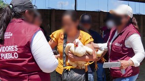 'Operación Liberación': Concluye entrega de animales y alimentos decomisados a la Familia Michoacana en Edomex.