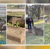Roban corazones 13 capibaras del Parque Ecológico Zacango, Estado de México.
