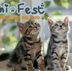 Celebra a los gatitos en la segunda edición del Michi Fest en Guadalajara. Conoce aquí la fecha, lugar del evento y actividades que podrás encontrar en él.