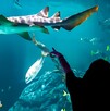 Así puedes entrar al Acuario Michin por 99 pesos en CdMx; promociones para vacaciones de verano 2025