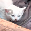 En el interior de encontraban dos pequeños gatos, mismos que fueron rescatados del incendio en Mixcalco En el interior de encontraban dos pequeños gatos, mismos que fueron rescatados del incendio en Mixcalco