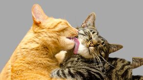 El 13 de agosto, UPAEP ofrecerá esterilizaciones gratuitas para gatos. Agenda tu cita, lleva 2 kg de arroz o frijol y sigue los requisitos.