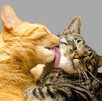El 13 de agosto, UPAEP ofrecerá esterilizaciones gratuitas para gatos. Agenda tu cita, lleva 2 kg de arroz o frijol y sigue los requisitos.