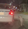 Si usted sabe de casos de maltrato animal en Saltillo puede llamar al 072 o al 844-4-1411-14 para hacer su reporte. Si usted sabe de casos de maltrato animal en Saltillo puede llamar al 072 o al 844-4-1411-14 para hacer su reporte.