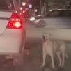 Si usted sabe de casos de maltrato animal en Saltillo puede llamar al 072 o al 844-4-1411-14 para hacer su reporte.