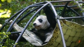 Xin Xin rebasó la expectativa de vida de 30 años para un ejemplar de su especie en cautiverio.