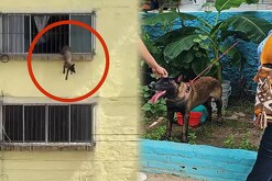 Perro atorado Puerto Vallarta