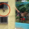 Perro atorado Puerto Vallarta Perro atorado Puerto Vallarta