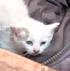En el interior de encontraban dos pequeños gatos, mismos que fueron rescatados del incendio en Mixcalco En el interior de encontraban dos pequeños gatos, mismos que fueron rescatados del incendio en Mixcalco