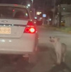 Si usted sabe de casos de maltrato animal en Saltillo puede llamar al 072 o al 844-4-1411-14 para hacer su reporte. Si usted sabe de casos de maltrato animal en Saltillo puede llamar al 072 o al 844-4-1411-14 para hacer su reporte.