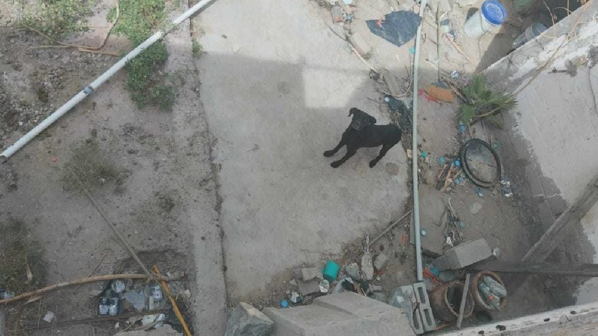 El caso de dos perros están viviendo en condiciones inhumanas en el patio de una vivienda en la colonia Salvador Allende de Torreón fue denunciado por un vecino El caso de dos perros están viviendo en condiciones inhumanas en el patio de una vivienda en la colonia Salvador Allende de Torreón fue denunciado por un vecino