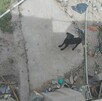 El caso de dos perros están viviendo en condiciones inhumanas en el patio de una vivienda en la colonia Salvador Allende de Torreón fue denunciado por un vecino El caso de dos perros están viviendo en condiciones inhumanas en el patio de una vivienda en la colonia Salvador Allende de Torreón fue denunciado por un vecino