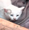 En el interior de encontraban dos pequeños gatos, mismos que fueron rescatados del incendio en Mixcalco En el interior de encontraban dos pequeños gatos, mismos que fueron rescatados del incendio en Mixcalco
