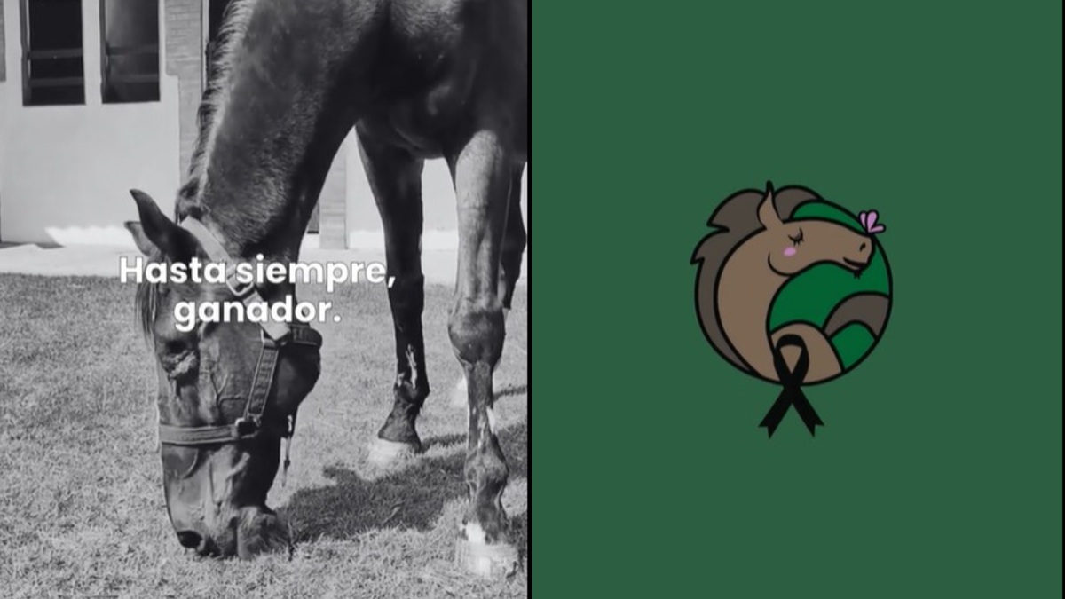 un caballo comiendo pasto
