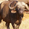 Búfalo/ Pixabay