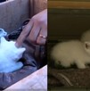 Gatitos fueron rescatados por bomberos de un incendio registrado dentro de bodega de ropa en la zona de Mixcalco en CdMx