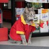 una gatita con uniforme en una tienda una gatita con uniforme en una tienda