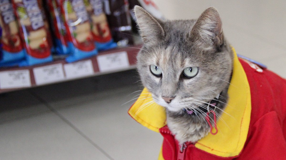 una gatita con uniforme en una tienda una gatita con uniforme en una tienda