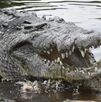un cocodrilo abriendo el hocico